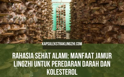 Rahasia Sehat Alami: Manfaat Jamur Lingzhi untuk Peredaran Darah dan Kolesterol